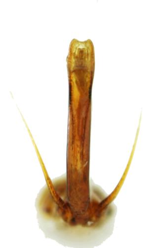 Réf. 330 515 : Catops grandicollis